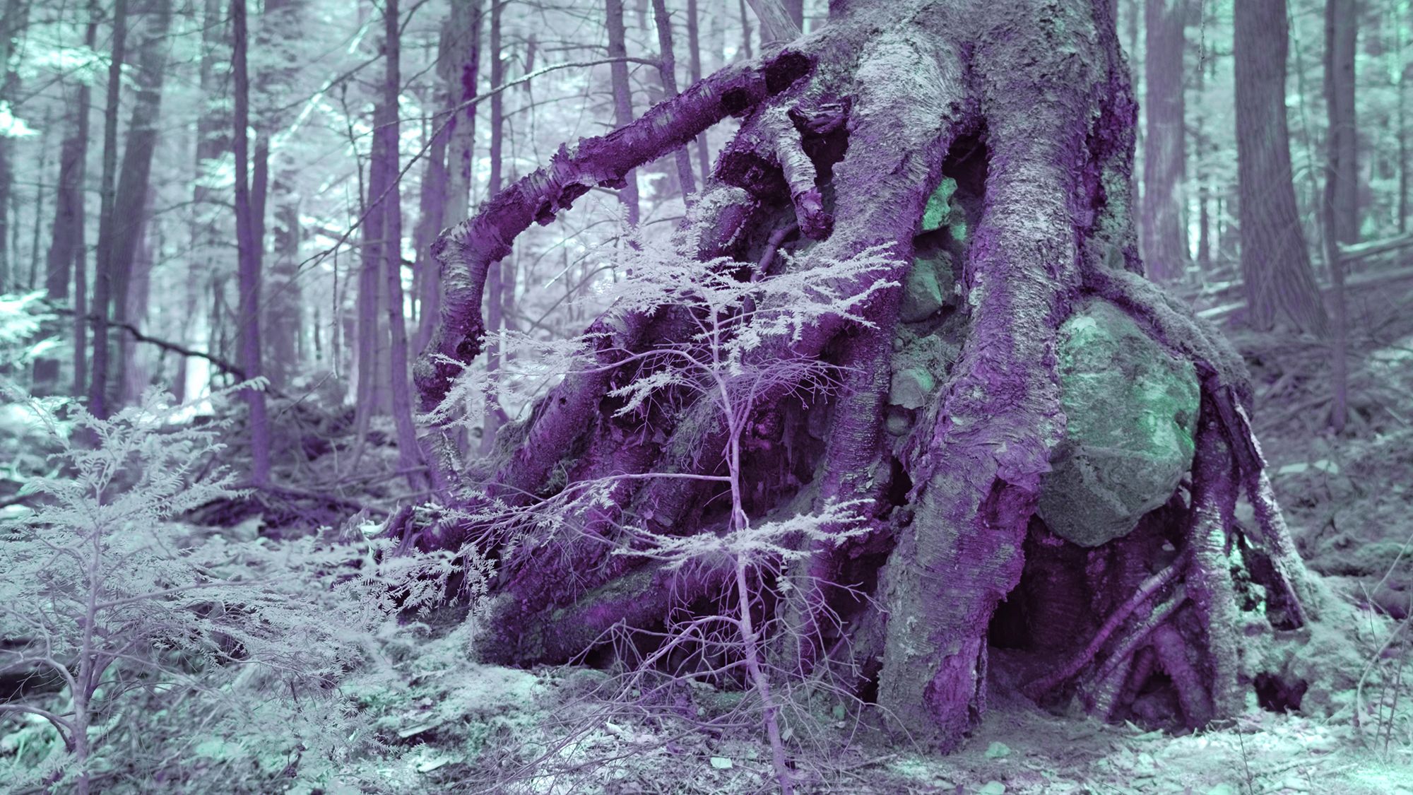 Béchard Hudon, Monologue de la forêt (Val-des-Monts), 2026, image fixe, vidéo.