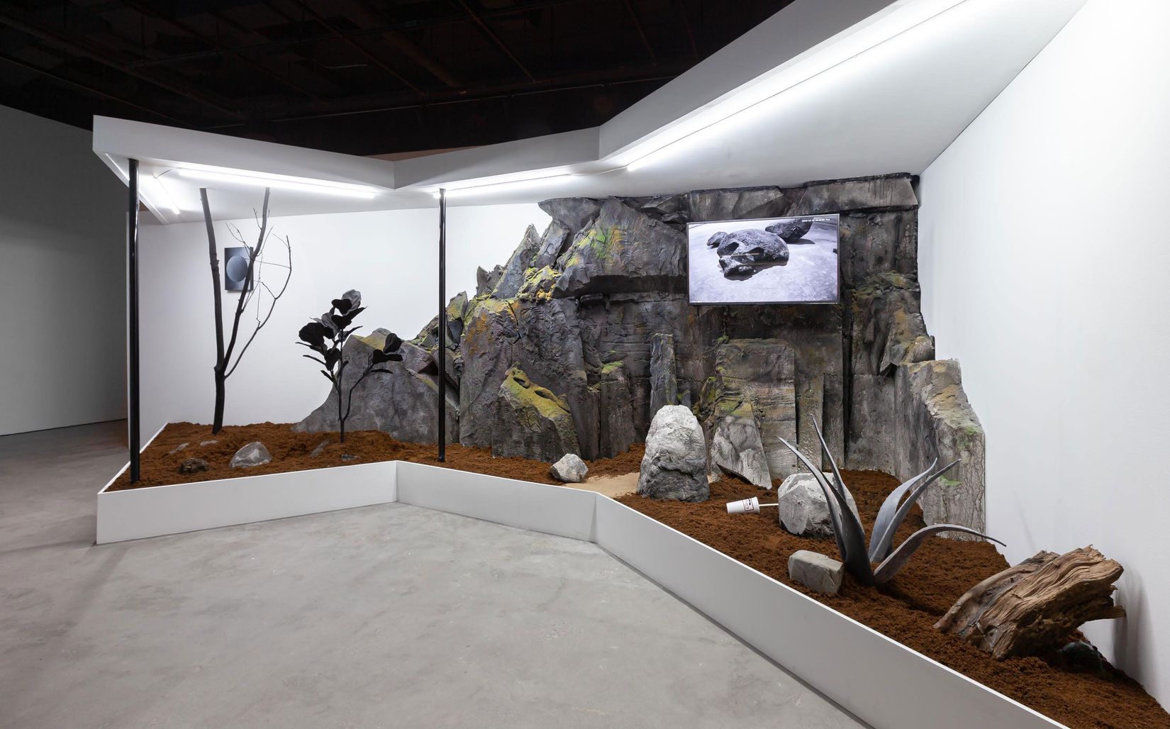 Exhibition View of _Mathieu Cardin. What the Frog’s Eye Tells the Frog’s Brain_, 2020.